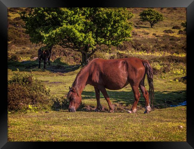 England: Wild horse on Dartmoor, Devon Framed Print by David Bigwood