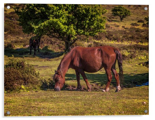 England: Wild horse on Dartmoor, Devon Acrylic by David Bigwood