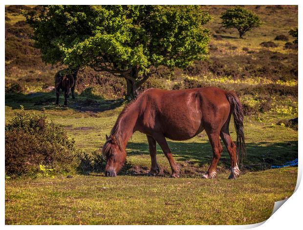 England: Wild horse on Dartmoor, Devon Print by David Bigwood