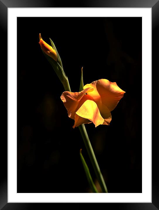Iris flower Framed Mounted Print by David Bigwood