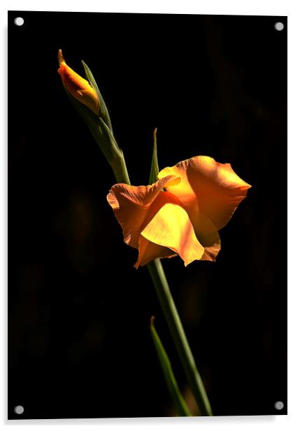 Iris flower Acrylic by David Bigwood
