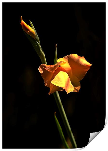 Iris flower Print by David Bigwood