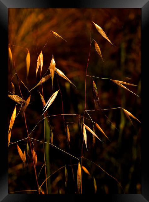 Grass seeds on plants Framed Print by David Bigwood