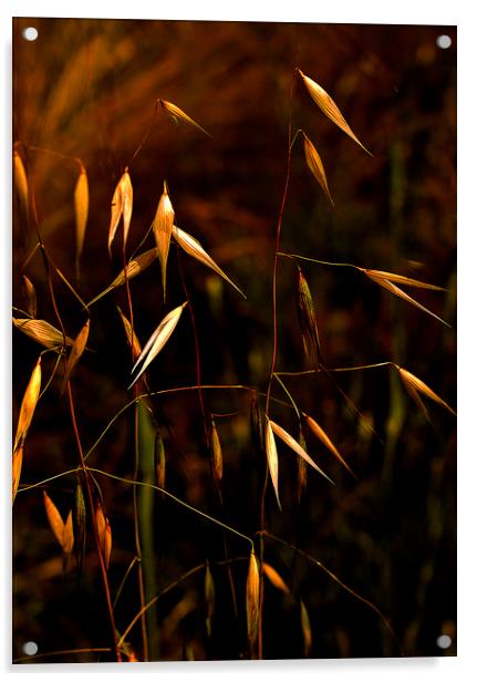 Grass seeds on plants Acrylic by David Bigwood
