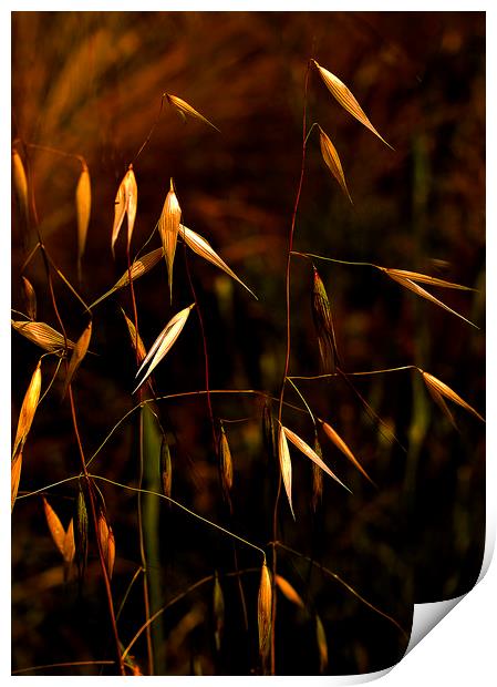 Grass seeds on plants Print by David Bigwood