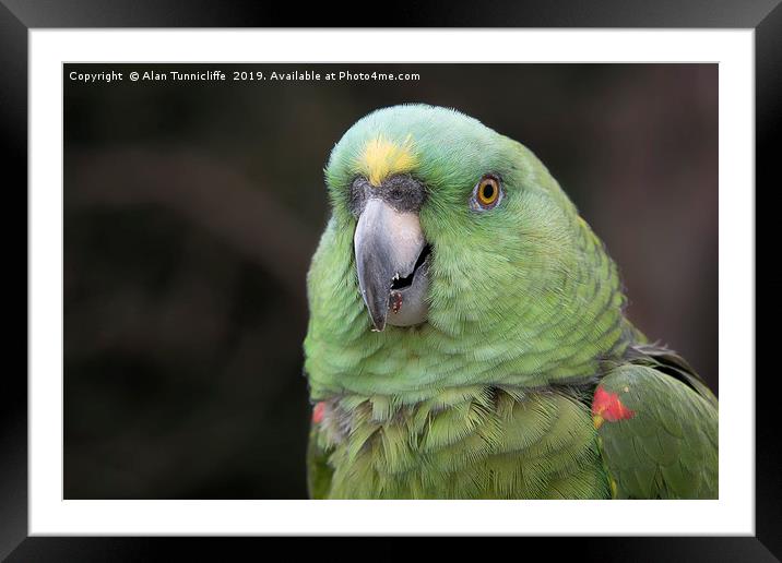 Yellow crowned amazon Framed Mounted Print by Alan Tunnicliffe