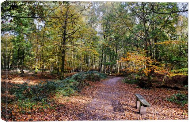 The Beech Walk Epping Canvas Print by Diana Mower