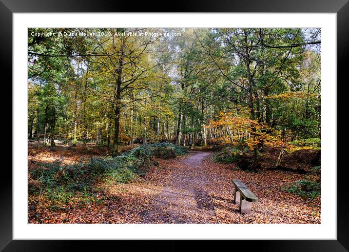 The Beech Walk Epping Framed Mounted Print by Diana Mower