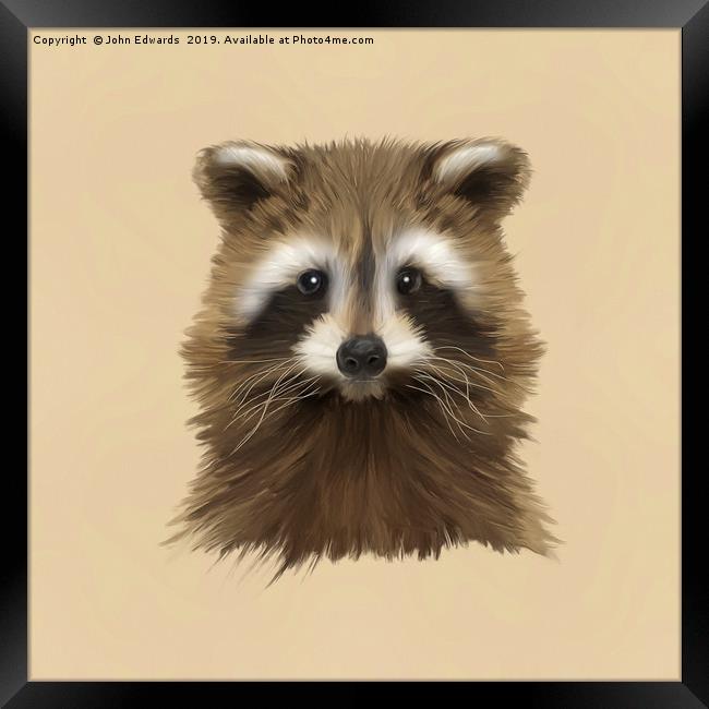 Raccoon Framed Print by John Edwards