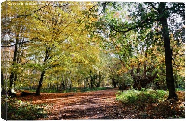 Epping Forest Beeches Canvas Print by Diana Mower