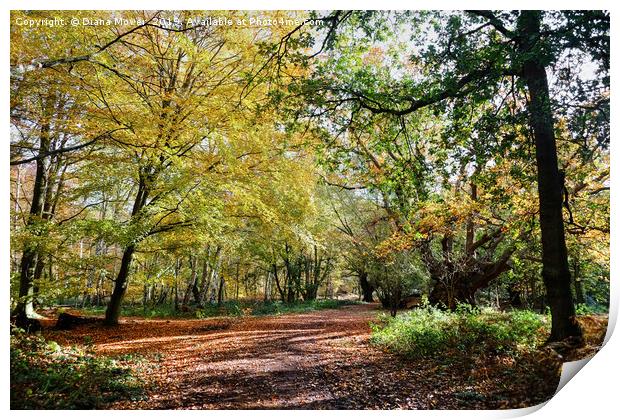 Epping Forest Beeches Print by Diana Mower