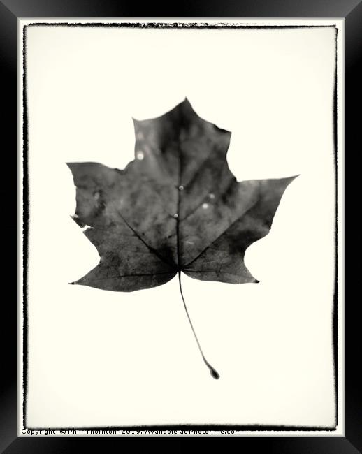 Maple Leaf on White. Framed Print by Phill Thornton