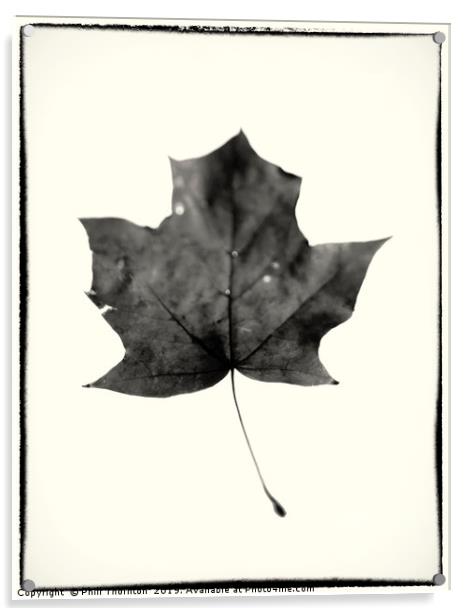 Maple Leaf on White. Acrylic by Phill Thornton
