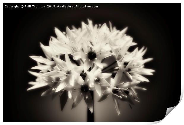 Wild Garlic flower No. 2 (B&W) Print by Phill Thornton