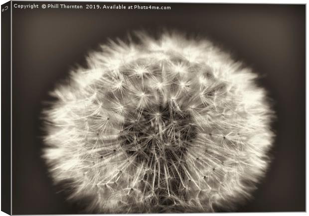 Close up of a Dandelion head No. 2 (B&W) Canvas Print by Phill Thornton
