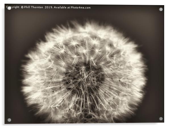 Close up of a Dandelion head No. 2 (B&W) Acrylic by Phill Thornton