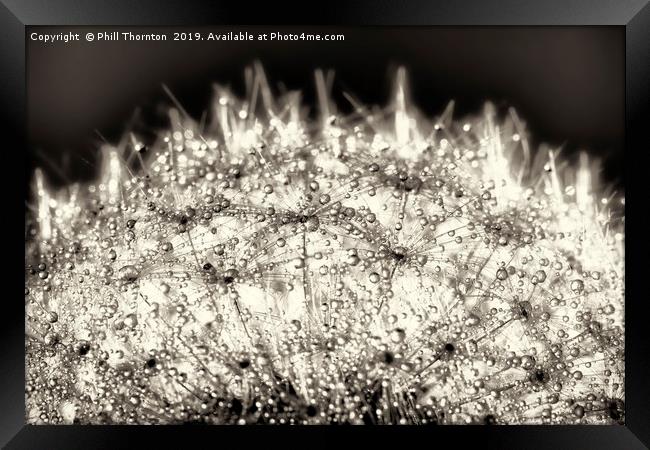 Abstract close up of a Dandelion head, with dew Framed Print by Phill Thornton