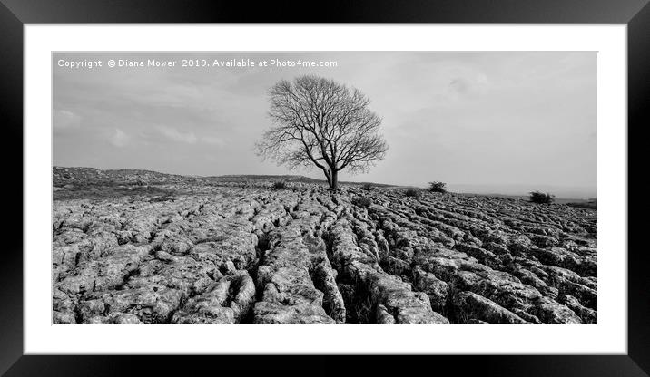 The Lone Tree Malham Monochrome Framed Mounted Print by Diana Mower