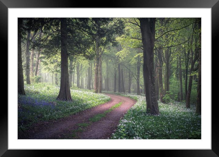 The Avenue Framed Mounted Print by Chris Frost