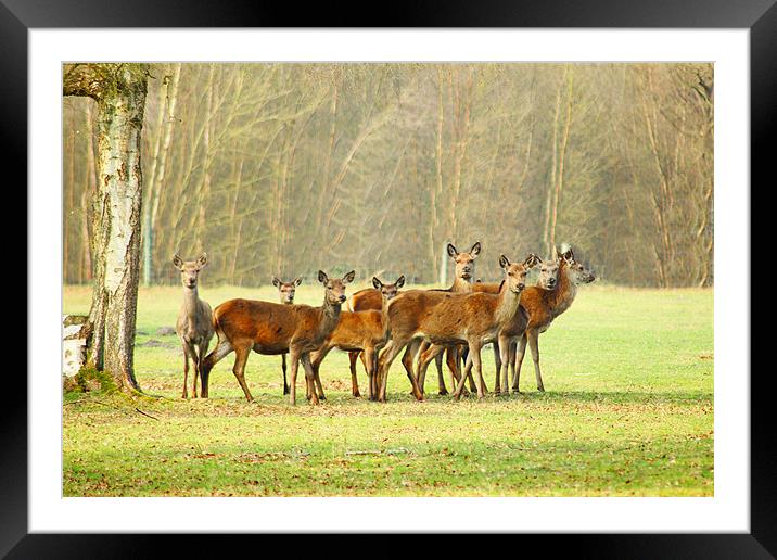 Oh Deer! Framed Mounted Print by kelly Draper