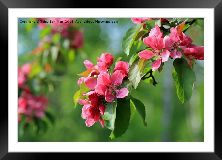 Pink Flowers of Ornamental Grab Apple Framed Mounted Print by Taina Sohlman