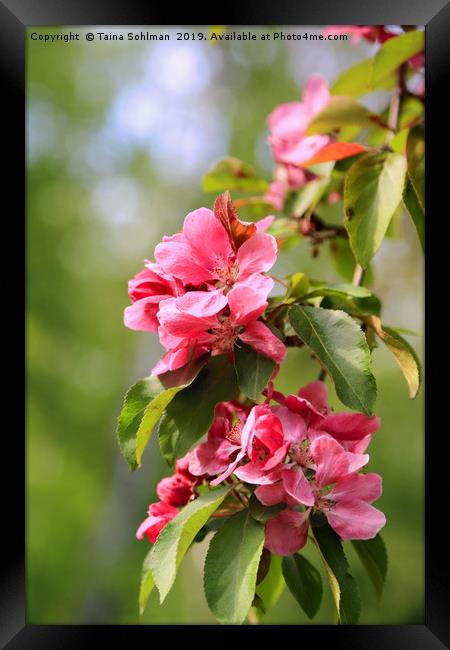 Pink Flowers of Ornamental Grab Apple Framed Print by Taina Sohlman