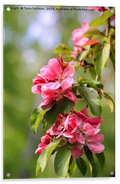 Pink Flowers of Ornamental Grab Apple Acrylic by Taina Sohlman