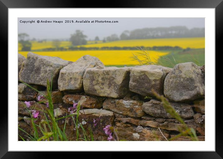 Rapeseed fields beyond a dry stone wall Framed Mounted Print by Andrew Heaps