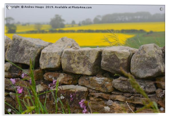 Rapeseed fields beyond a dry stone wall Acrylic by Andrew Heaps