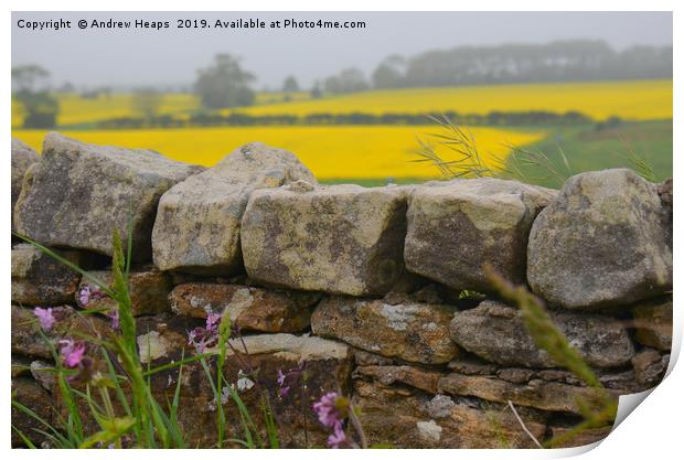 Rapeseed fields beyond a dry stone wall Print by Andrew Heaps