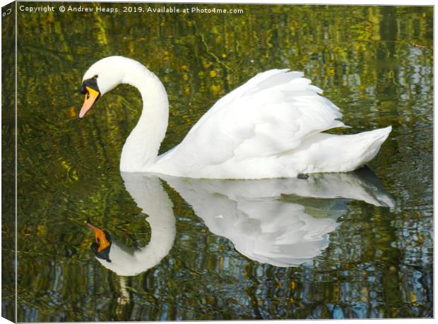 Animal reflection of a swan Canvas Print by Andrew Heaps