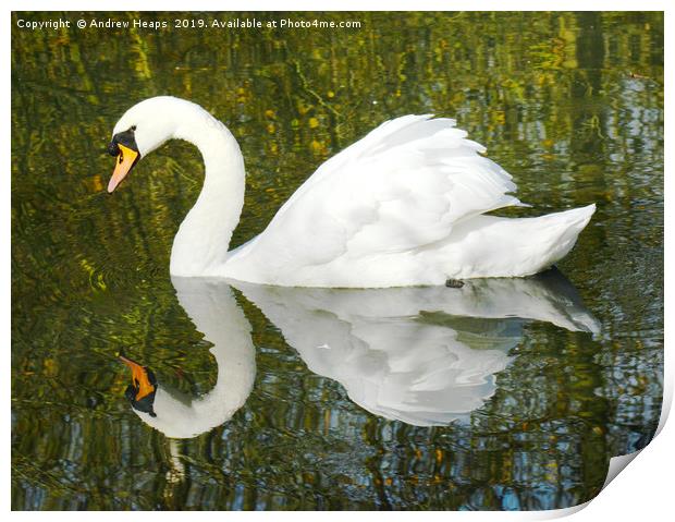 Animal reflection of a swan Print by Andrew Heaps