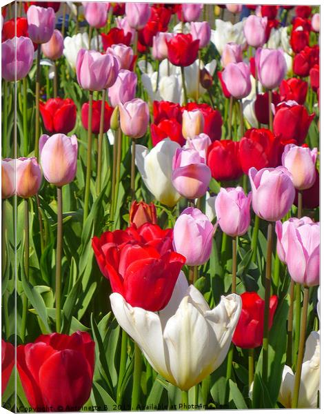 TULIPS Canvas Print by Antoinette B