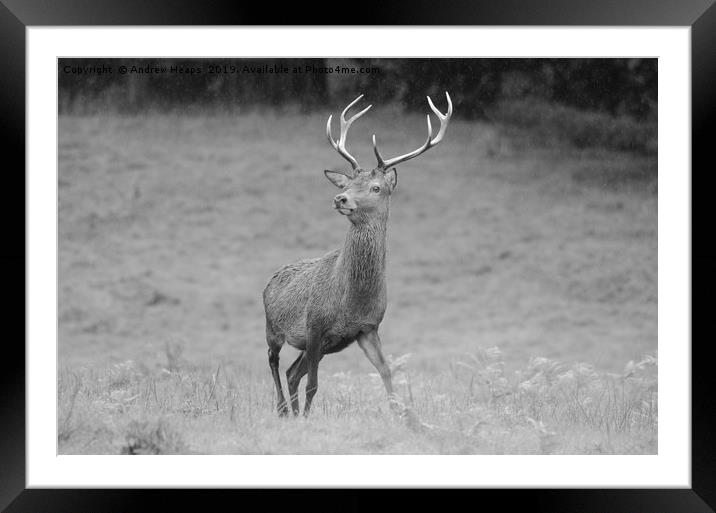 Majestic Red Stag Deer Framed Mounted Print by Andrew Heaps