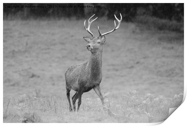 Majestic Red Stag Deer Print by Andrew Heaps