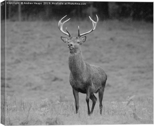 Red stag deer deer in grassland area very curiousl Canvas Print by Andrew Heaps