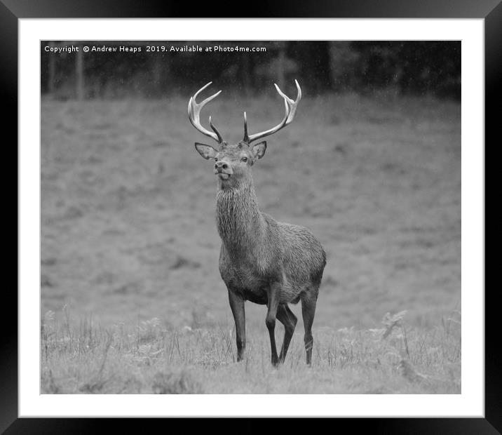 Red stag deer deer in grassland area very curiousl Framed Mounted Print by Andrew Heaps