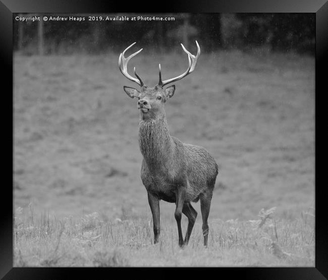 Red stag deer deer in grassland area very curiousl Framed Print by Andrew Heaps