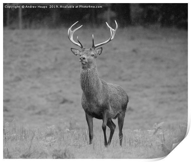 Red stag deer deer in grassland area very curiousl Print by Andrew Heaps