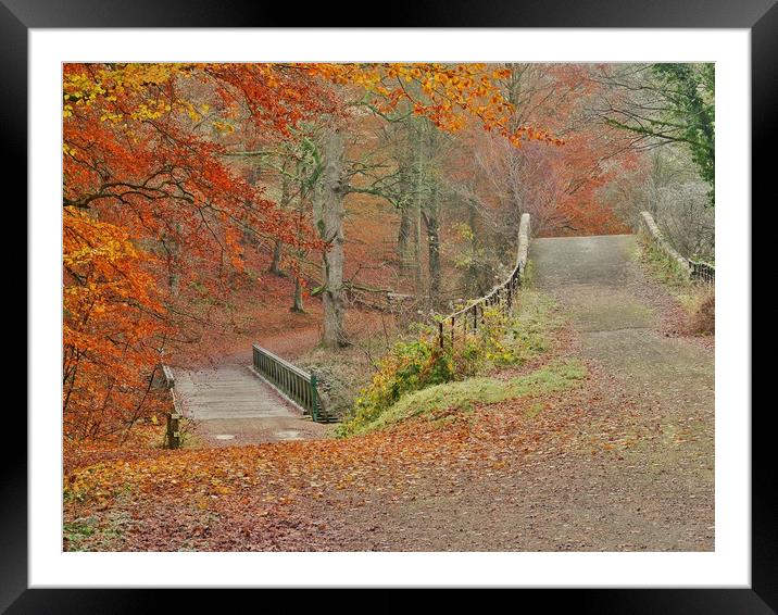 Autumn Woodland     Framed Mounted Print by Victor Burnside