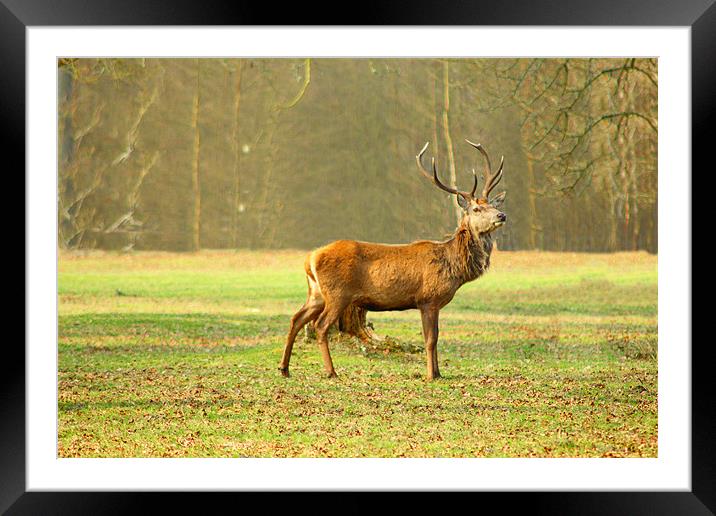King Of The Park Framed Mounted Print by kelly Draper