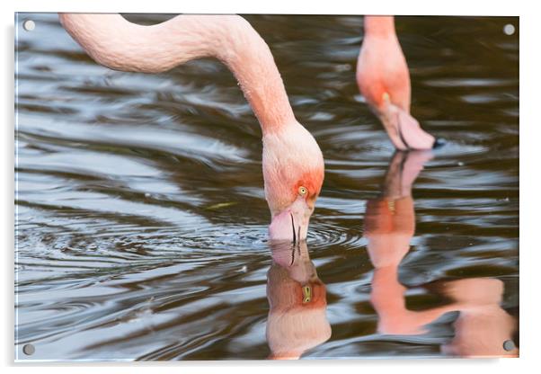 Pair of preening Chilean flamingo Acrylic by Jason Wells