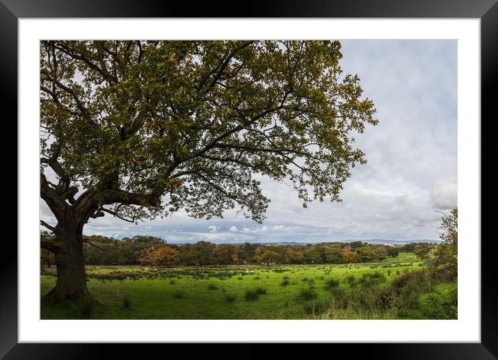 Wyresdale Park panorama Framed Mounted Print by Jason Wells