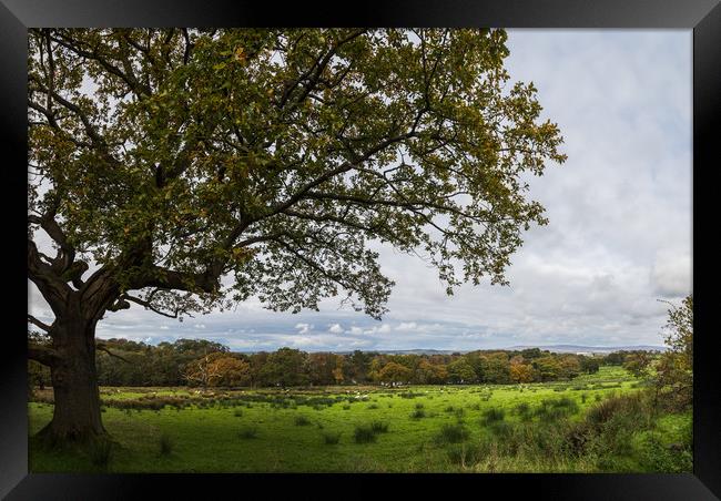 Wyresdale Park panorama Framed Print by Jason Wells