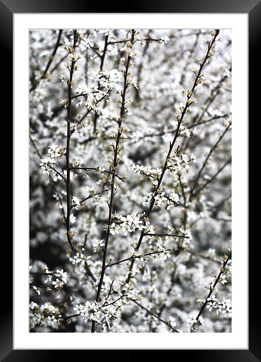 White and Black Framed Mounted Print by Dave Livsey