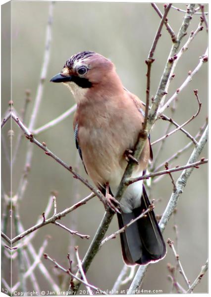 Jay Perching Canvas Print by Jan Gregory