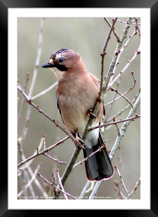 Jay Perching Framed Mounted Print by Jan Gregory