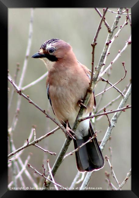 Jay Perching Framed Print by Jan Gregory