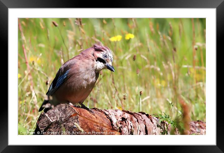 Jay on a Branch Framed Mounted Print by Jan Gregory