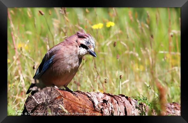 Jay on a Branch Framed Print by Jan Gregory
